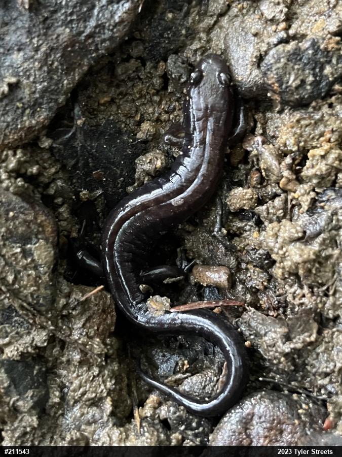 Allegheny Mountain Dusky Salamander