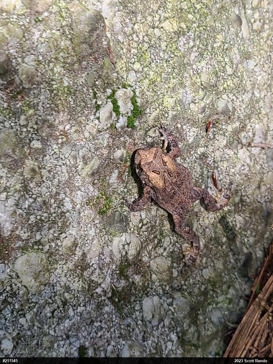 Eastern American Toad