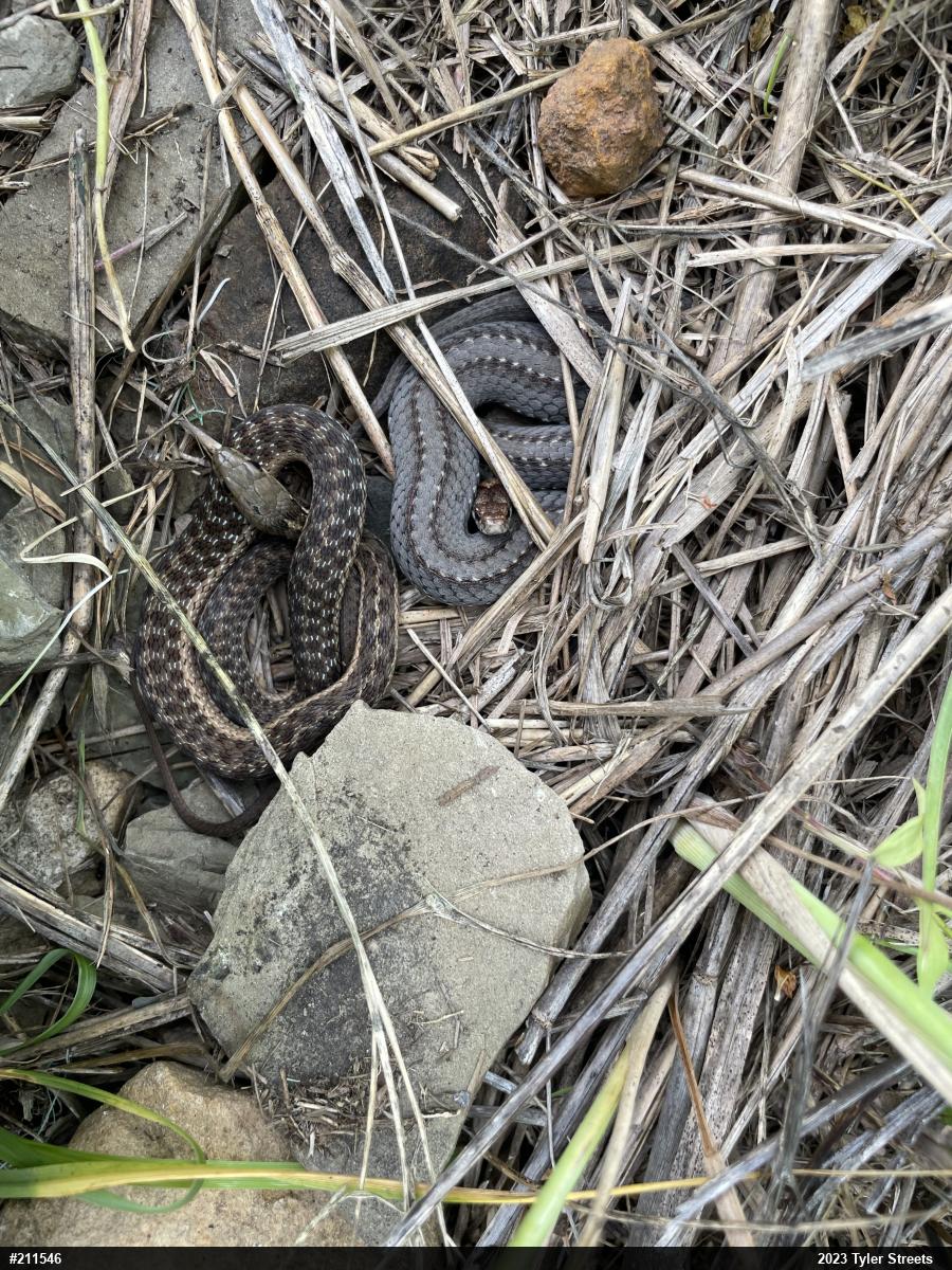 Eastern Gartersnake