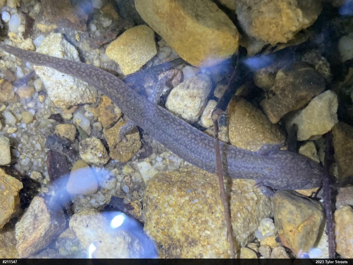 Northern Spring Salamander
