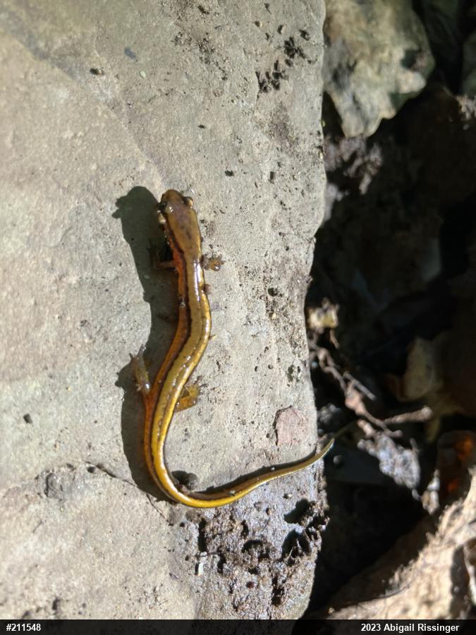 Northern Two-lined Salamander