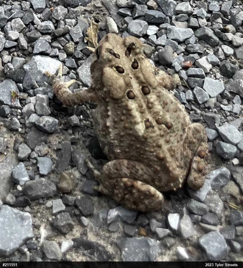Eastern American Toad