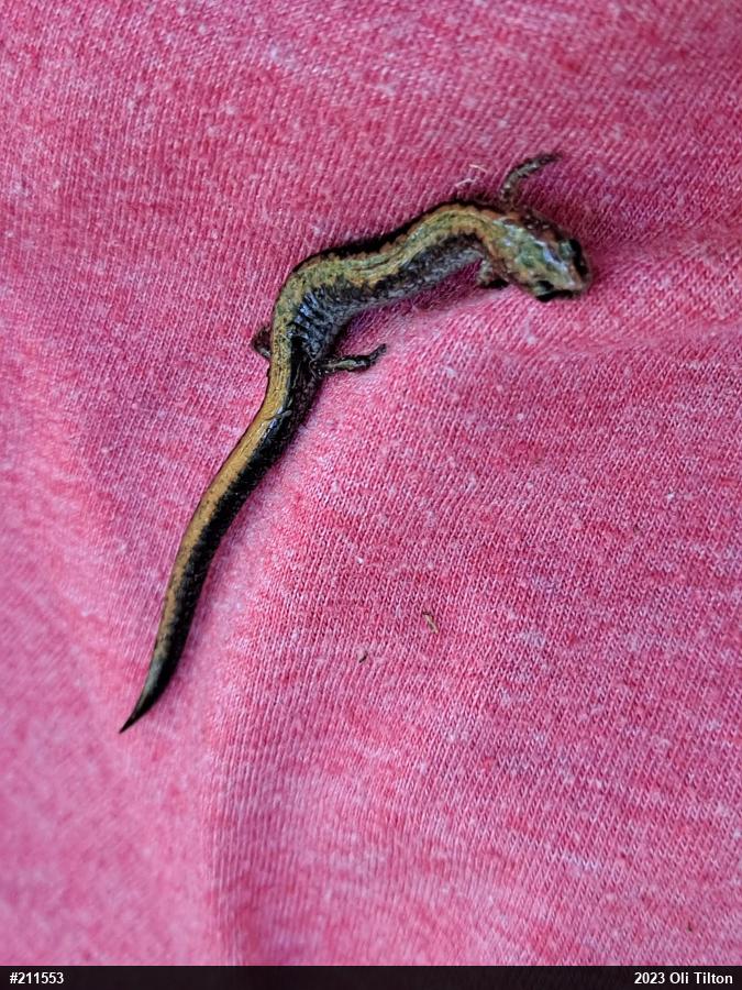 Eastern Red-backed  Salamander