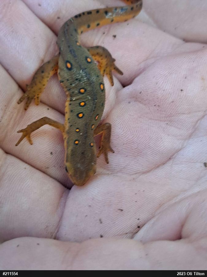 Red-spotted Newt