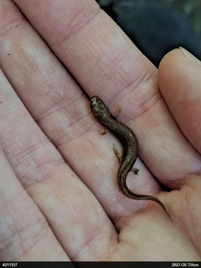 Northern Two-lined Salamander