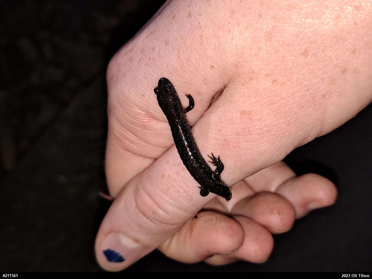 Northern Dusky Salamander