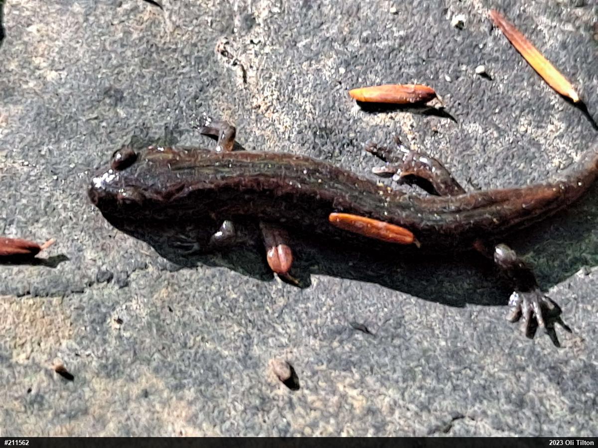 Dusky Salamanders