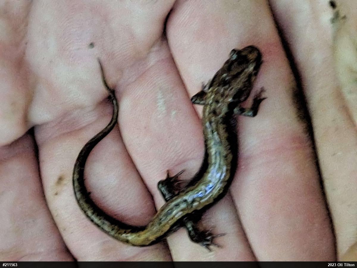 Allegheny Mountain Dusky Salamander
