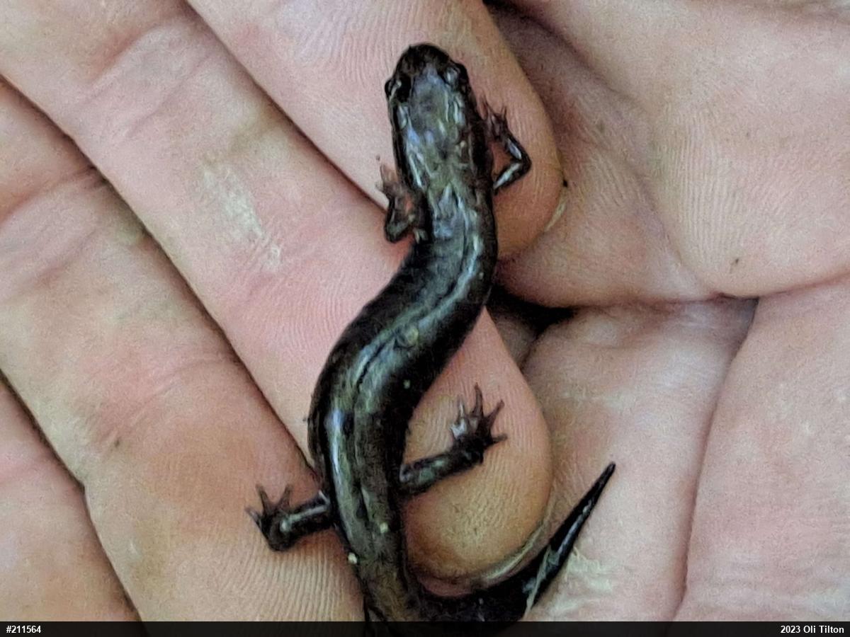 Allegheny Mountain Dusky Salamander