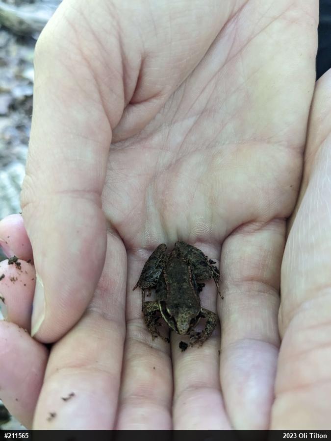 Wood Frog