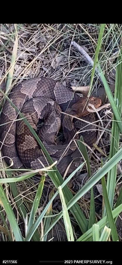 Northern Copperhead