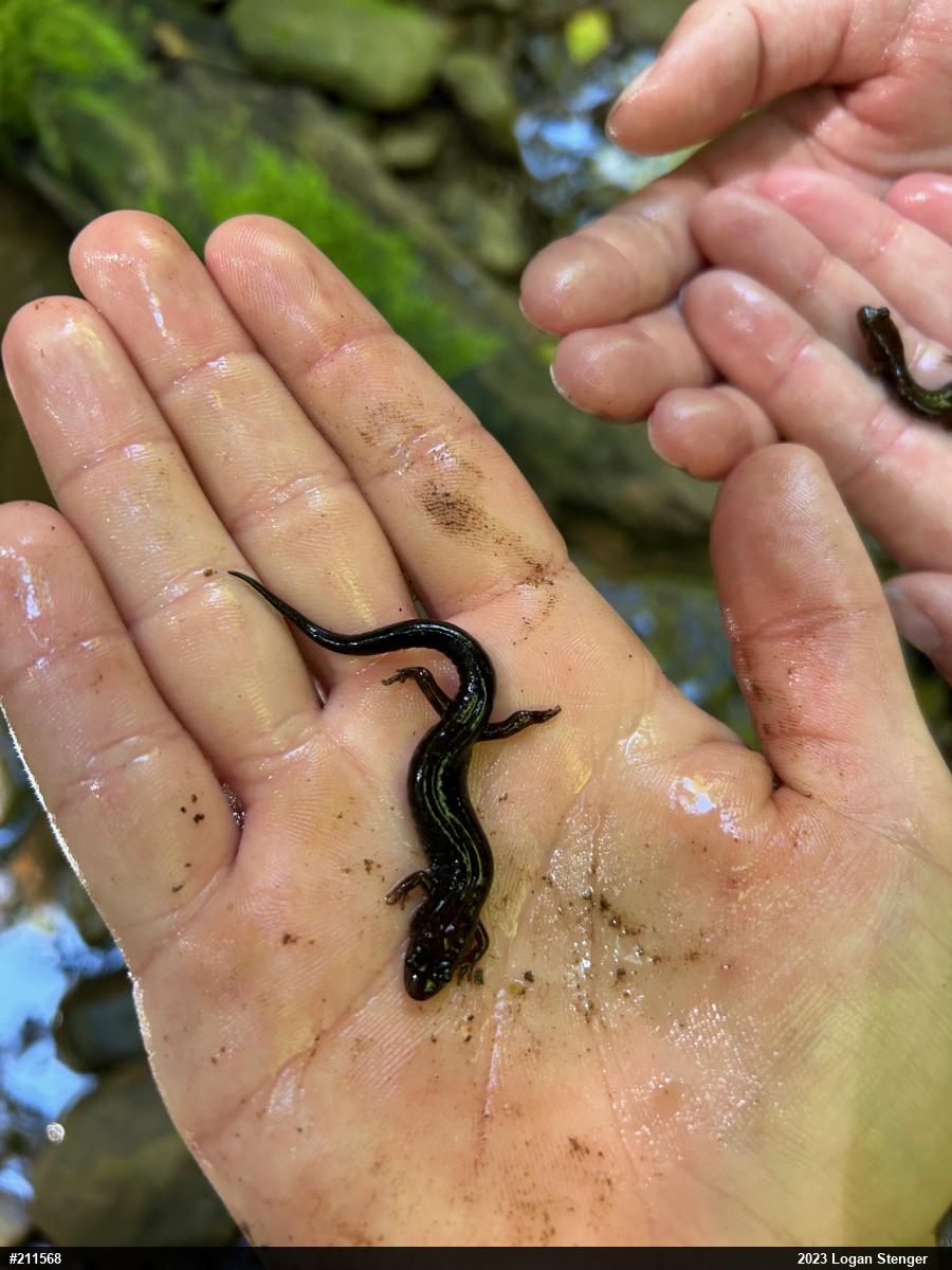 Allegheny Mountain Dusky Salamander