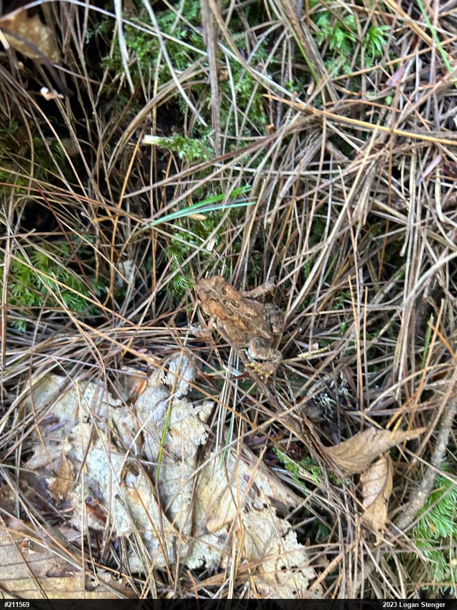 Eastern American Toad