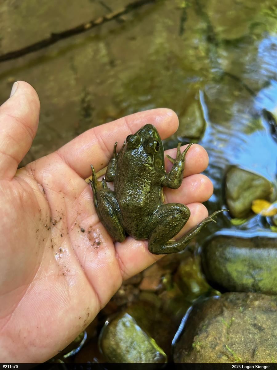 American Bullfrog
