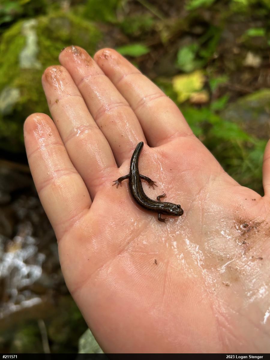 Allegheny Mountain Dusky Salamander