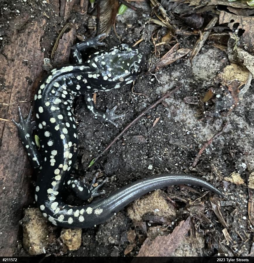 Northern Slimy Salamander