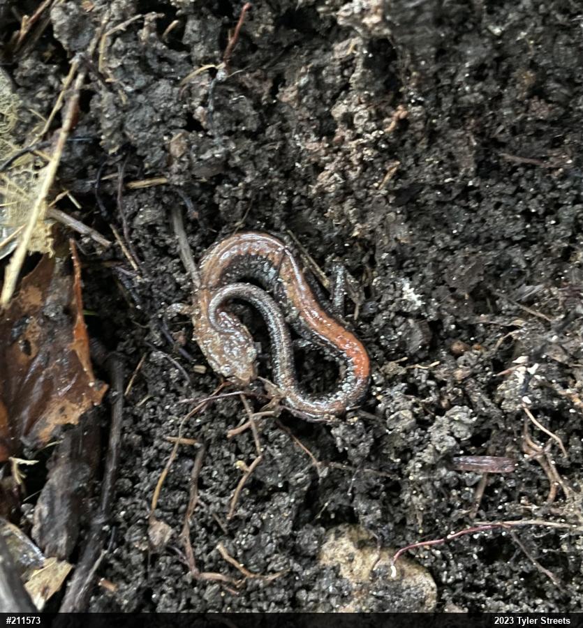 Eastern Red-backed  Salamander