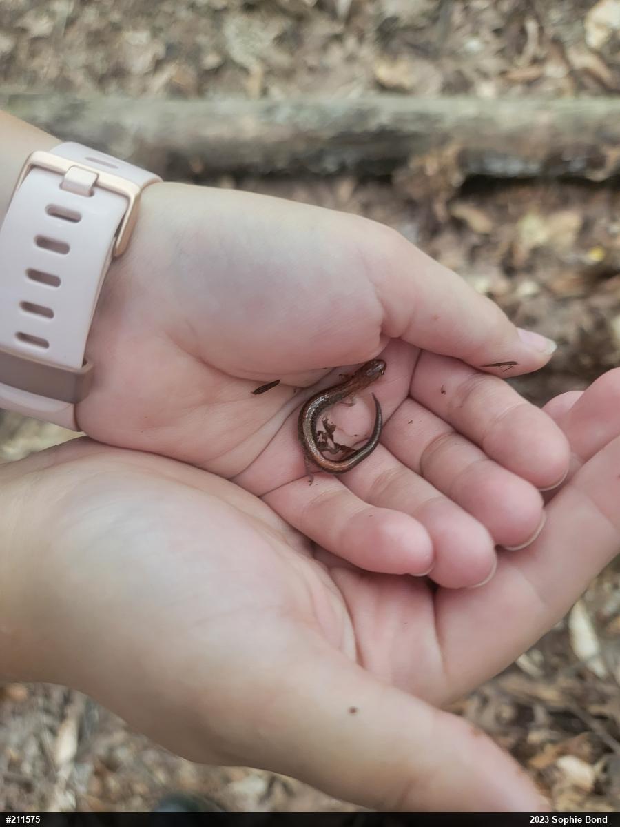 Eastern Red-backed  Salamander