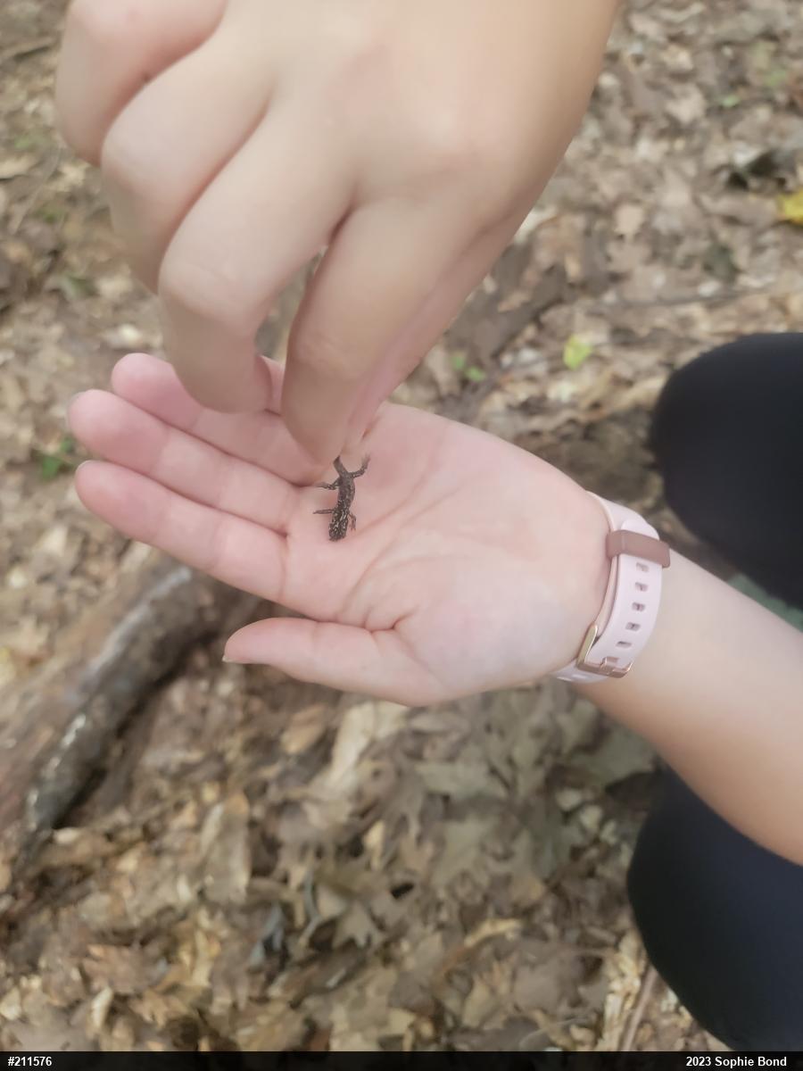 Northern Slimy Salamander