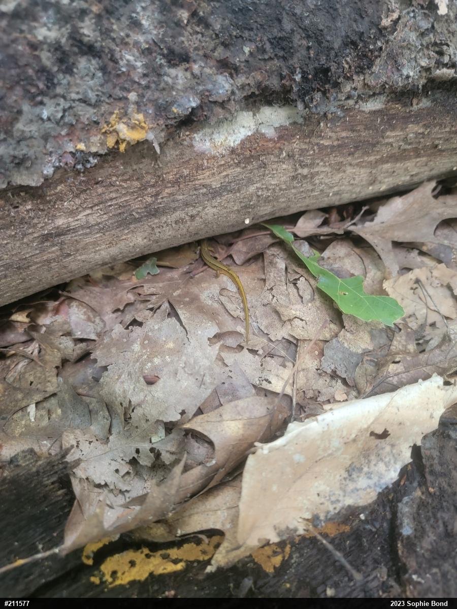 Northern Two-lined Salamander