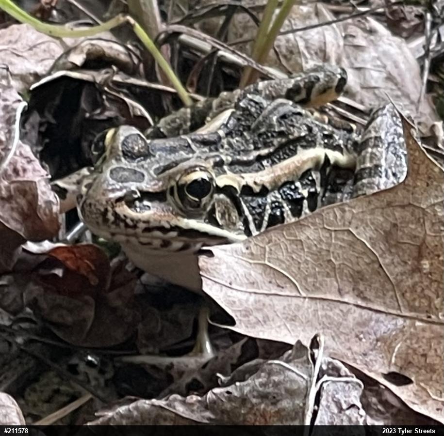 Pickerel Frog