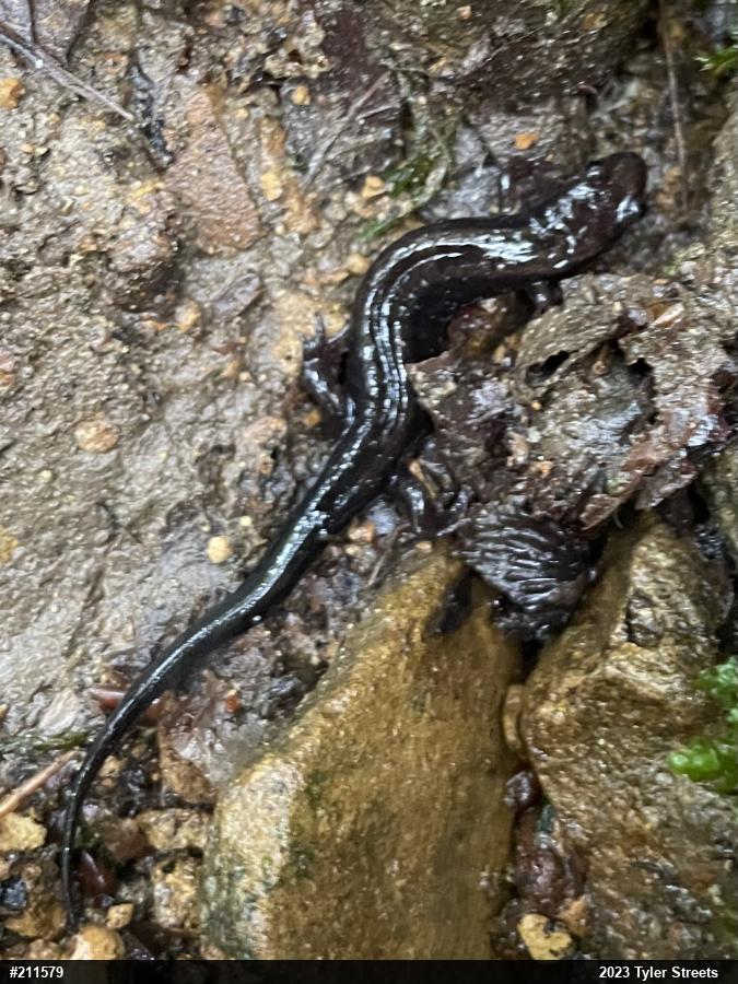 Allegheny Mountain Dusky Salamander