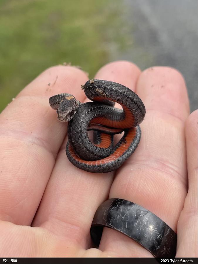 Red-bellied Snake