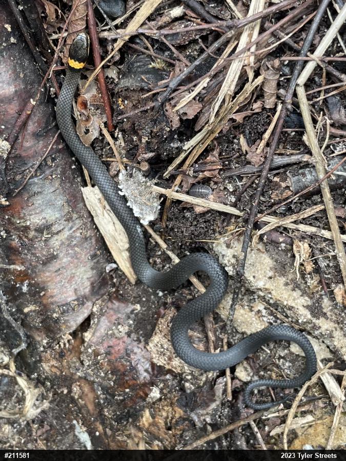 Northern Ring-necked Snake