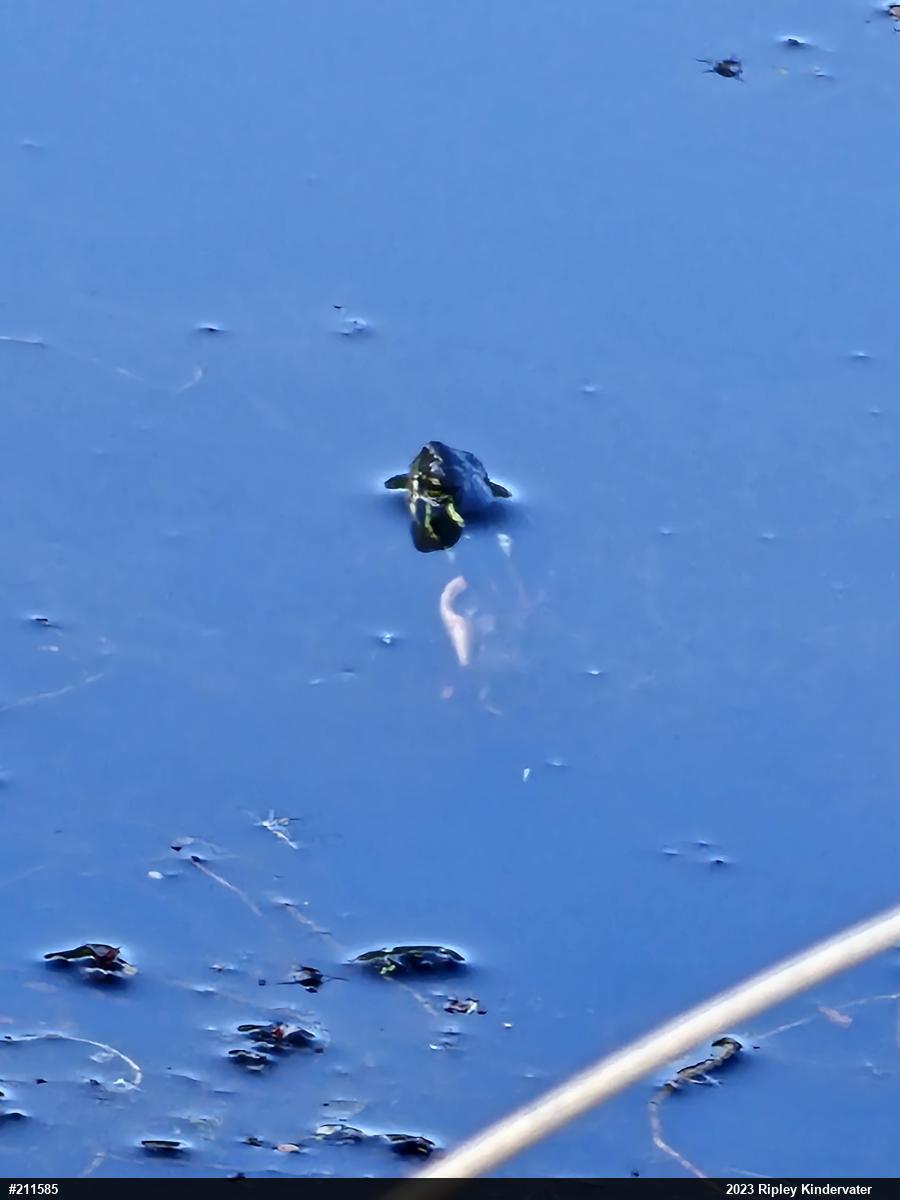 Midland Painted Turtle