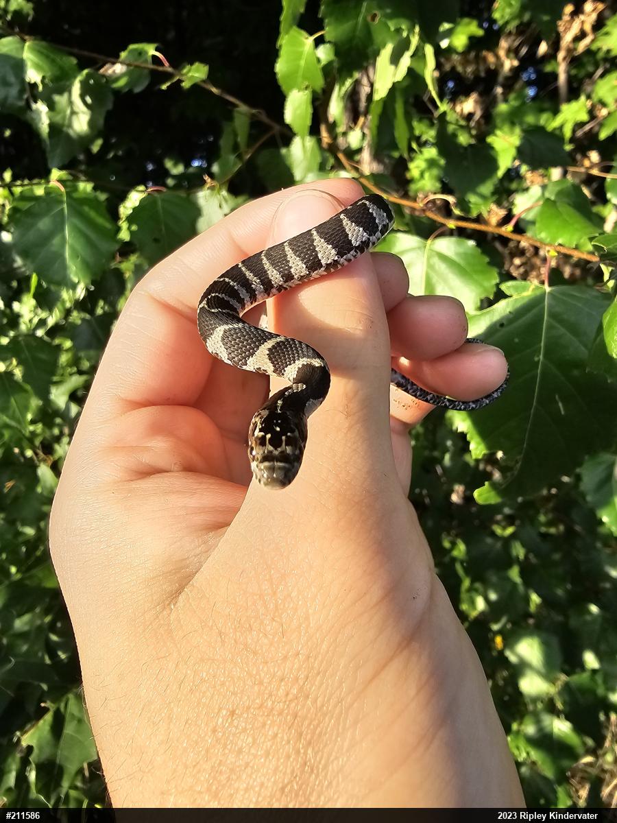 Northern Watersnake