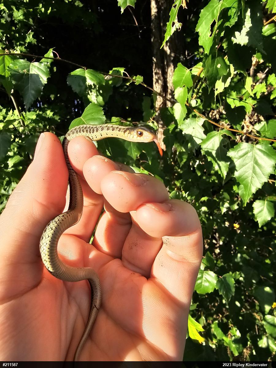 Eastern Gartersnake