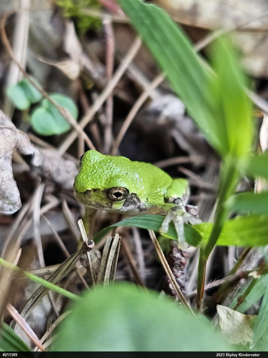 Unknown Gray Treefrog