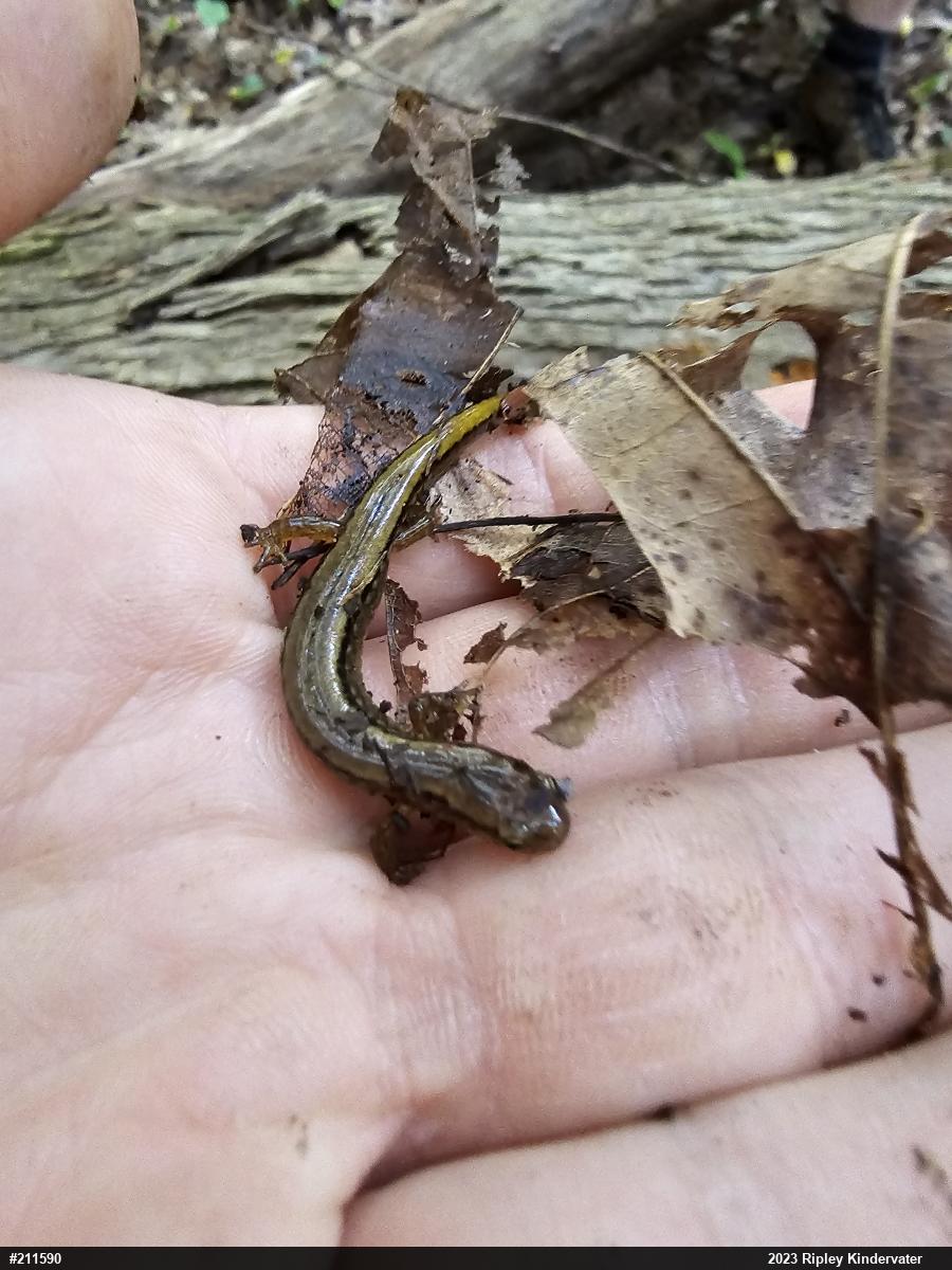 Northern Two-lined Salamander