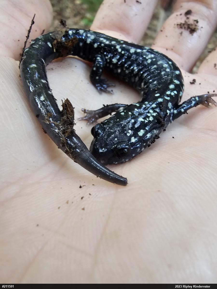 Northern Slimy Salamander