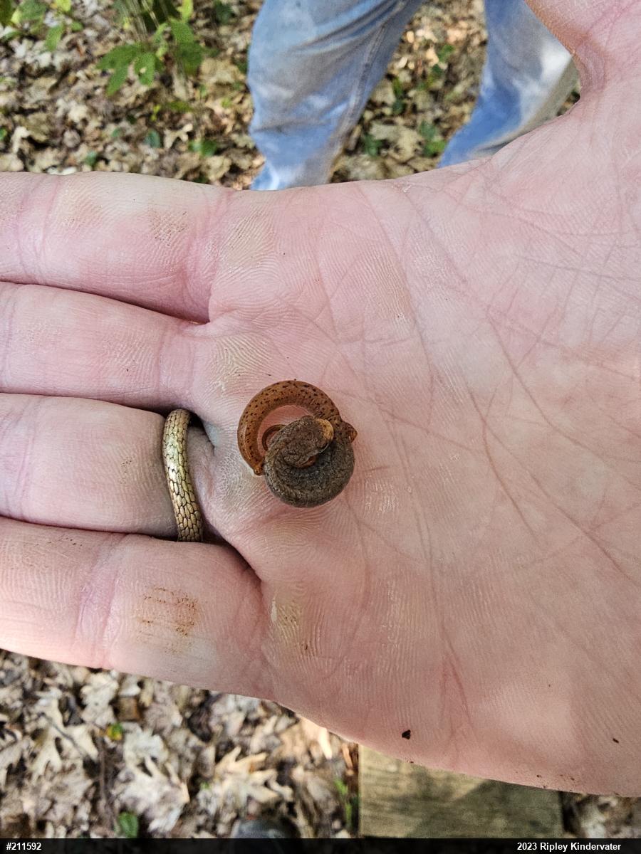 Four-toed Salamander
