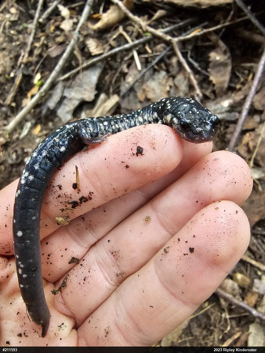 Northern Slimy Salamander