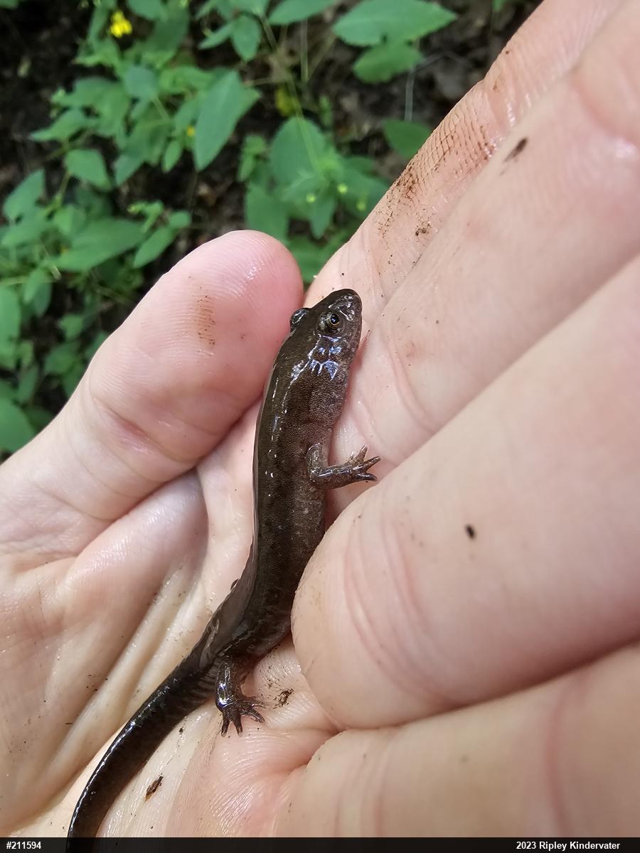 Northern Dusky Salamander