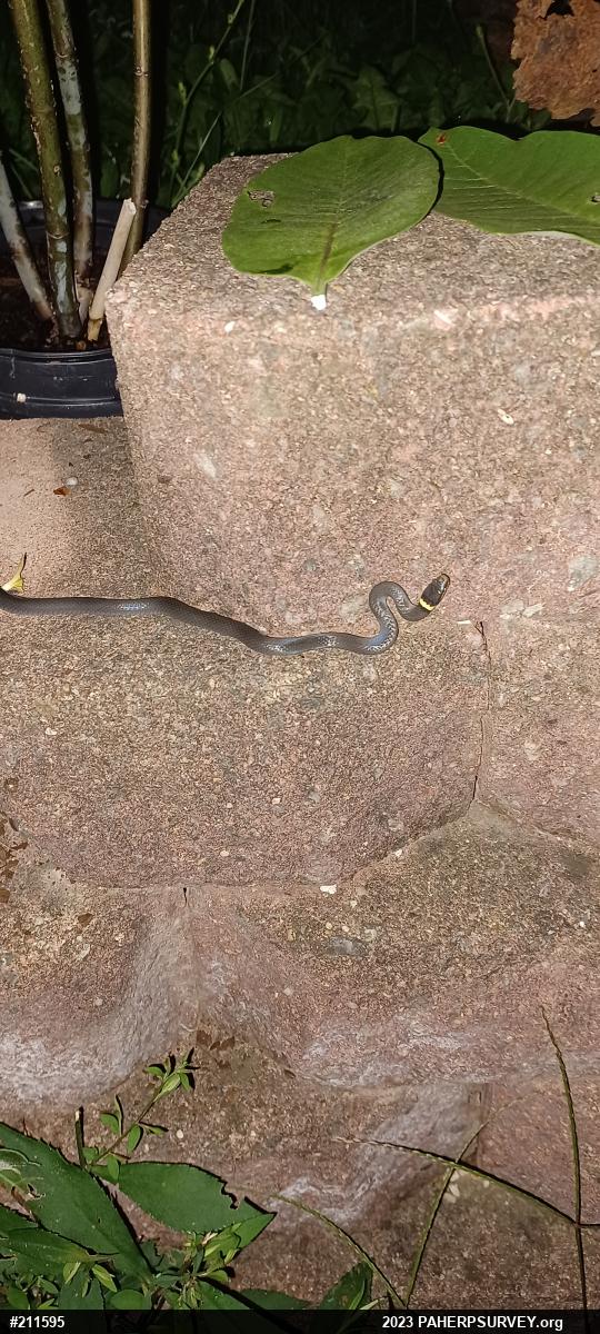 Northern Ring-necked Snake