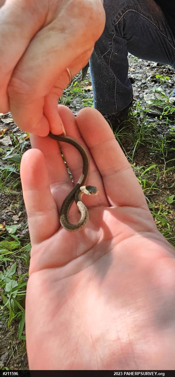 Eastern Gartersnake