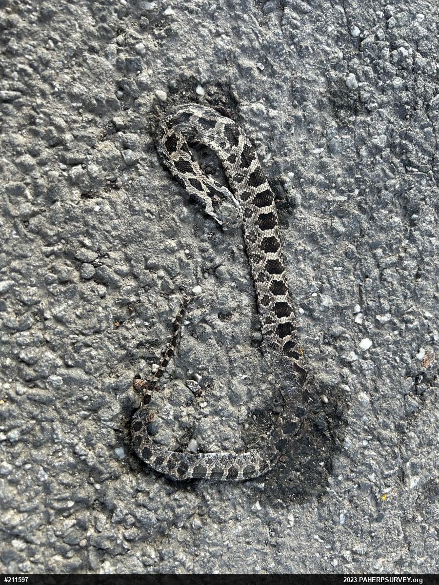 Eastern Ratsnake