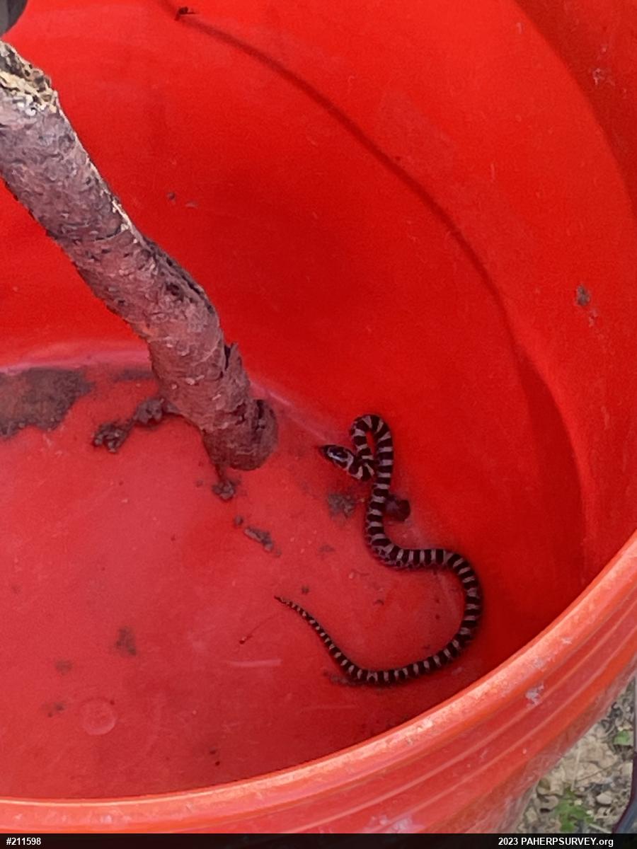 Eastern Milksnake