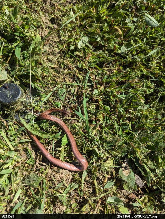 Dekay's Brownsnake