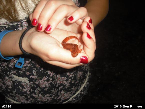 Northern Red Salamander