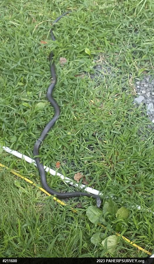 Eastern Ratsnake