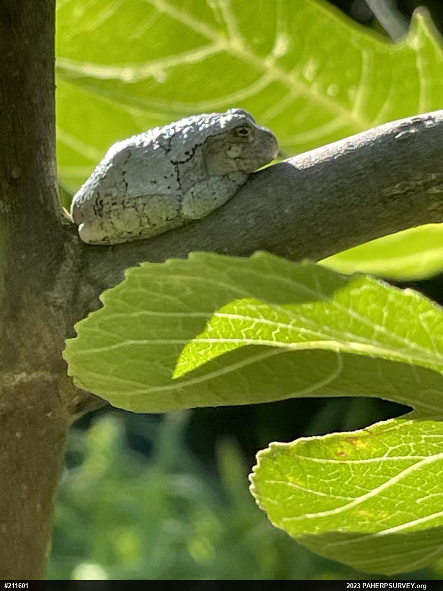 Unknown Gray Treefrog