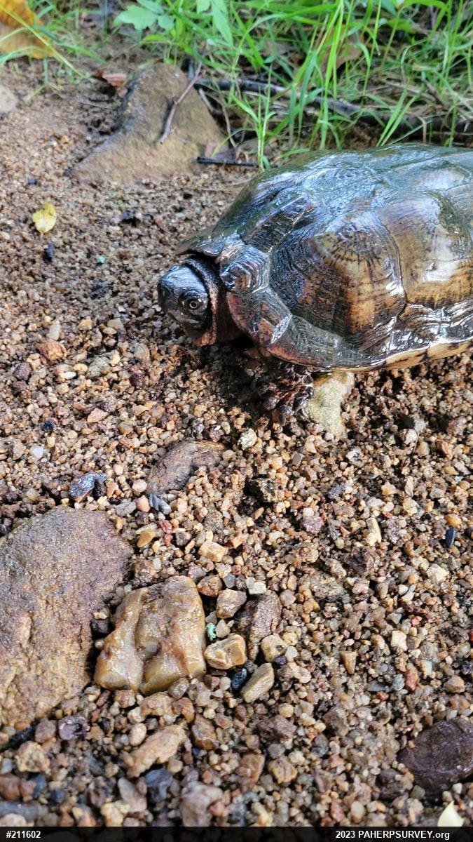 Wood Turtle
