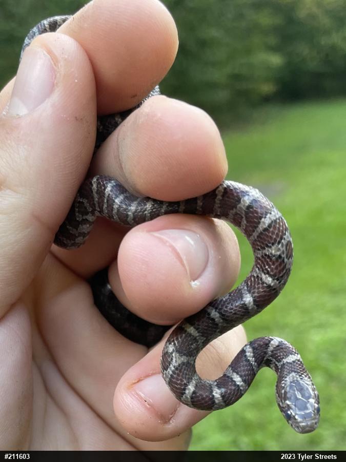 Eastern Milksnake