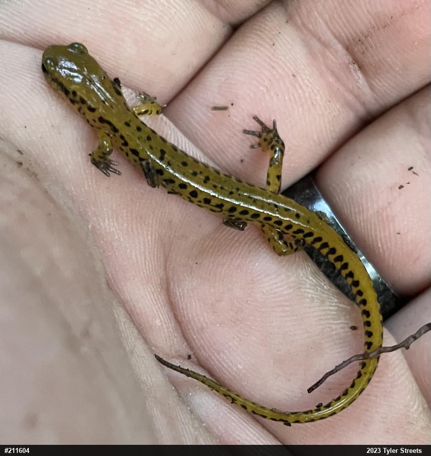 Eastern Long-tailed Salamander
