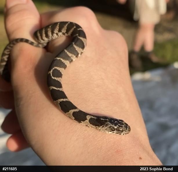 Northern Watersnake
