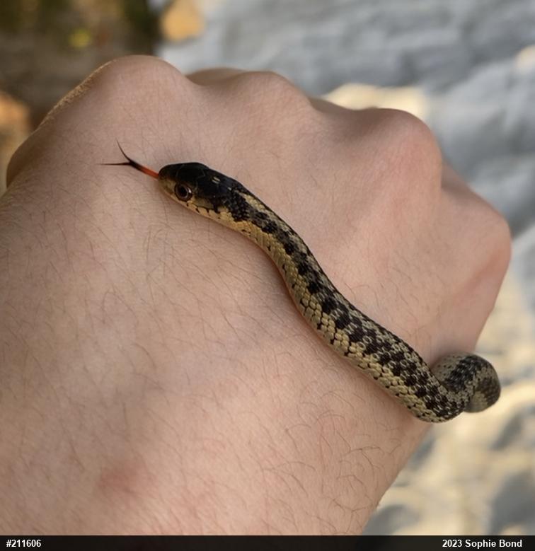 Eastern Gartersnake